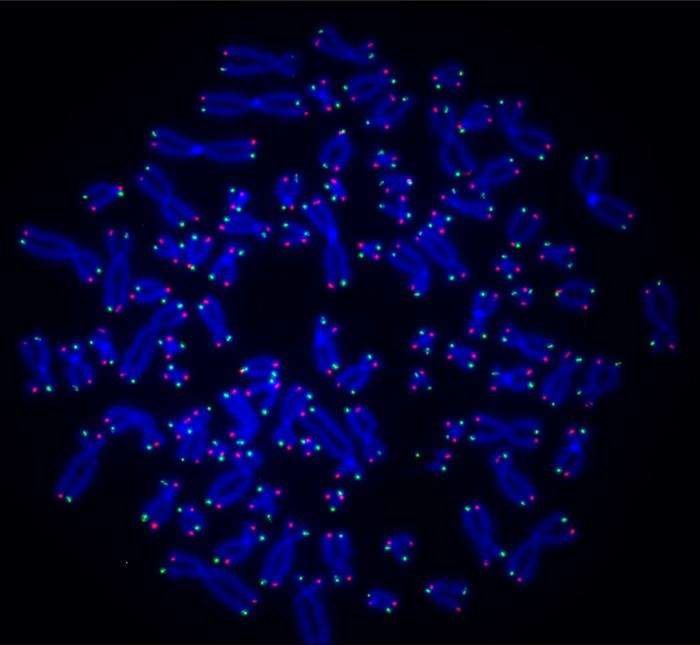 Telomere findings offer new insights for cancer treatments