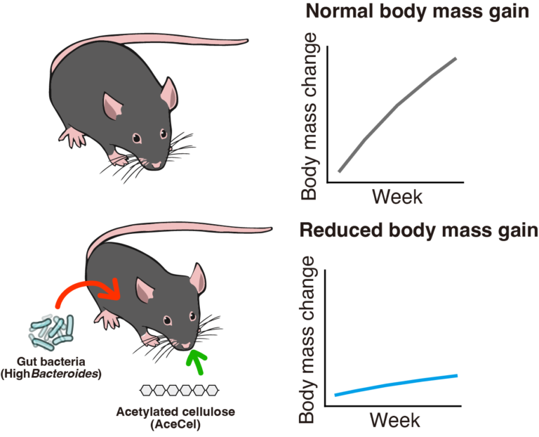 Sensation: Darmbakterien und Acetat könnten Abnehmspritzen ablösen