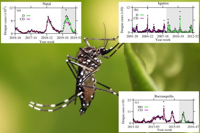 Principal results obtained in the paper. The black points are real data for (a) Natal (Brazil), (b) Iquitos (Peru), and (c) Barranquilla (Colombia). The green and magenta curves are predicted by the ML technique, using dengue cases (D), climate plus dengue cases (CD), and humidity and dengue cases (HD) as input. The forecasting range is highlighted by the gray background. Mosquito photo from https://pt.wikipedia.org/wiki/ Aedes_aegypti, figures (a), (b), (c) adapted from paper