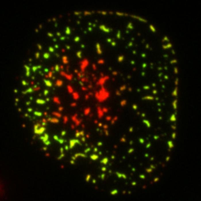 Krebsimmuntherapie: Unterschiede zwischen Mensch und Maus