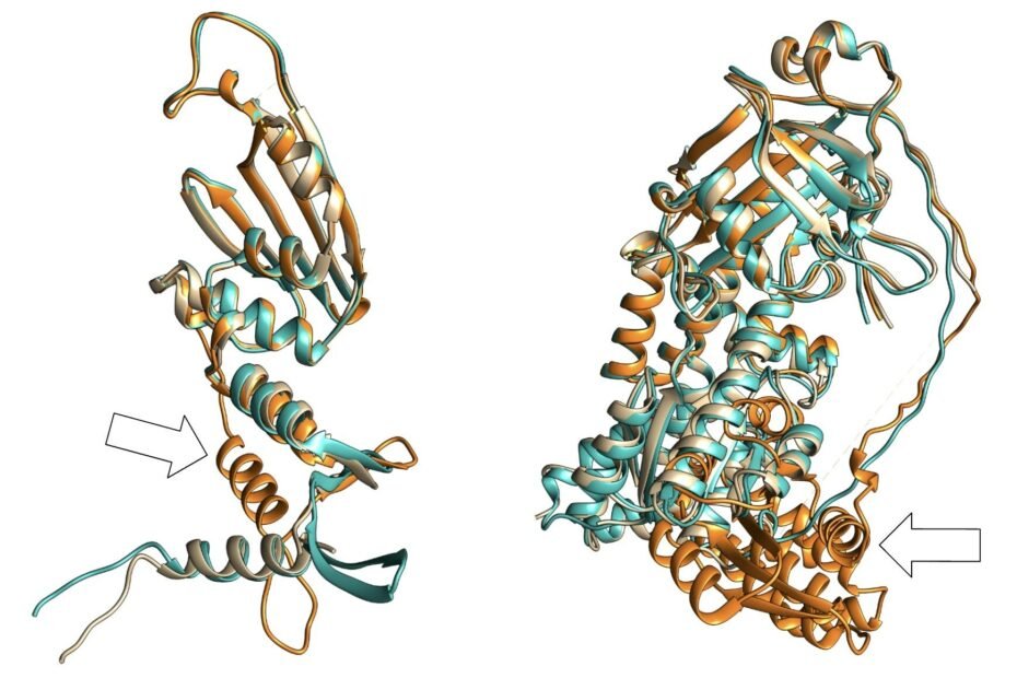 Visual comparison of the difference in structural prediction performance of AlphaFold2 (orange) against BaseFold (cyan) in the CASP15 and CAMEO competitions. Exemplified here with protein targets T1113 (bacteriophage T7 polymerase inhibitor, left) and 8SSD (methionine synthase, right), BaseFold’s predictions are much closer to the laboratory-validated structures (beige). The white arrows highlight areas where AlphaFold2’s predictions are significantly inaccurate.