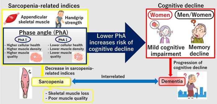 In dieser Arbeit wurde untersucht, wie verschiedene Indikatoren für Muskelqualität, -masse und -kraft mit kognitiven Parametern bei Erwachsenen mittleren und höheren Alters zusammenhängen. Die Ergebnisse zeigten, dass der Phasenwinkel - ein Indikator für die Muskelqualität, der sehr einfach zu messen ist - stark mit dem kognitiven Abbau zusammenhängt. Credits: Postdoktorand Kentaro Ikeue von der Doshisha Universität, Japan