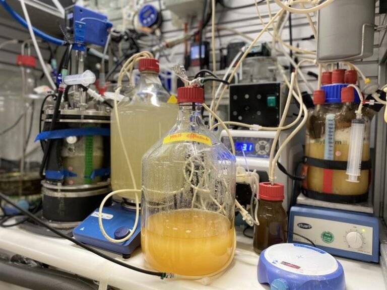 Microbes produce folate from simple basic ingredients