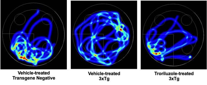 Die Abbildung zeigt eine repräsentative Heatmap-Visualisierung der Raumbelegung während der Probeversuche im Morris-Wasserlabyrinth. Je wärmer die Farben sind, desto mehr Zeit wird in diesem Bereich verbracht. Credits: Dr. Michael Gramlich & Dr. Miranda Reed