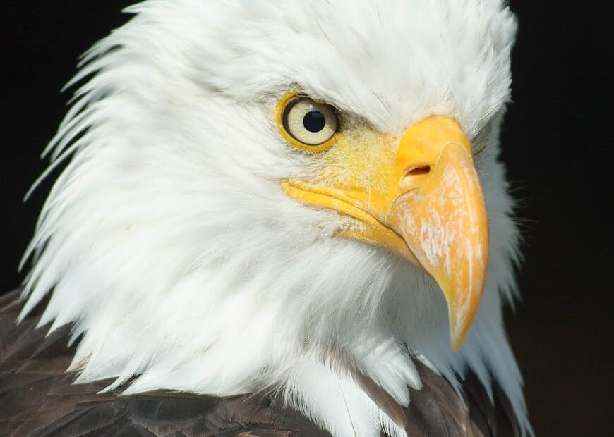 black and white eagle