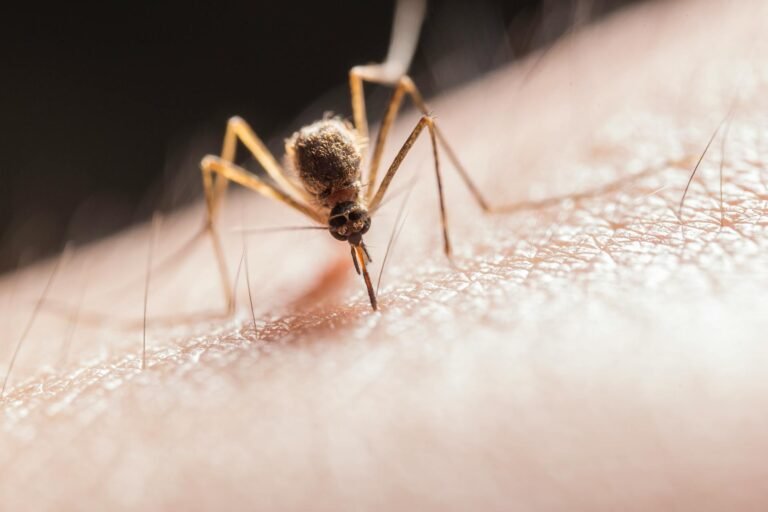Mütterliche Antikörper beeinträchtigen die Wirkung von Malaria-Impfungen