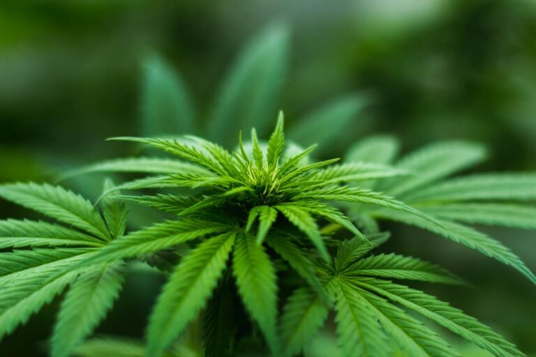 Ukraine legalisiert medizinischen Cannabis-Anbau