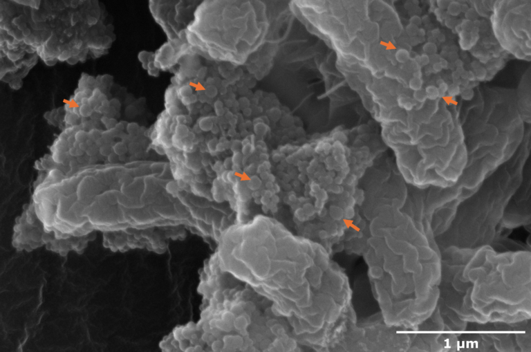 Nanoplastik macht Bakterien virulenter