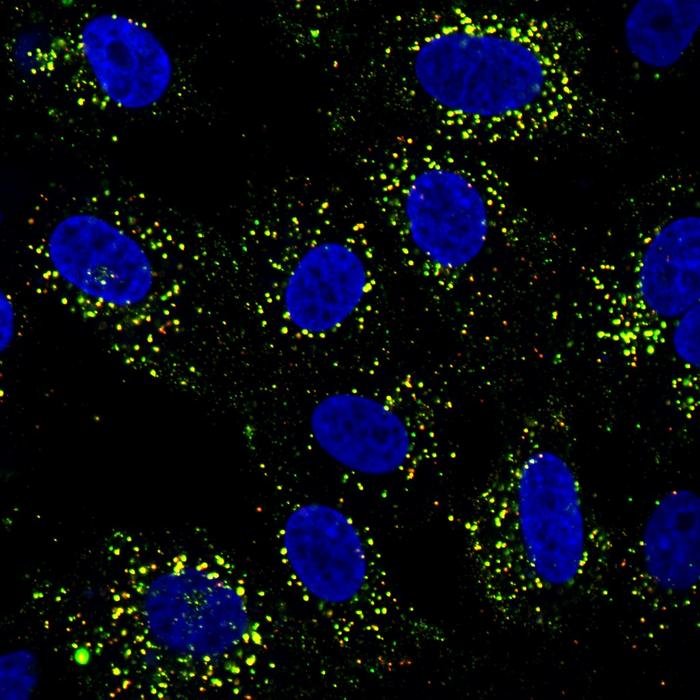 Duke-NUS-Studie zeigt, wie Dengue das Immunsystem neu verdrahtet und die Impfreaktion verändert