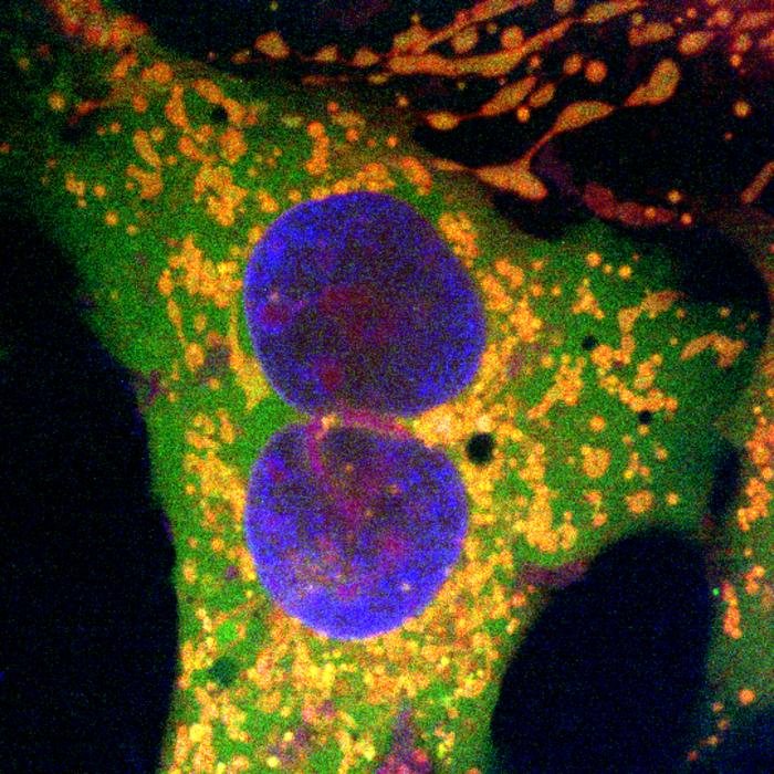 Neue Technologie zur Genom-Editierung verspricht Behandlung komplexer genetischer Erkrankungen