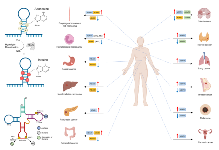Adenosine-to-inosine RNA editing in cancer: molecular mechanisms and downstream targets