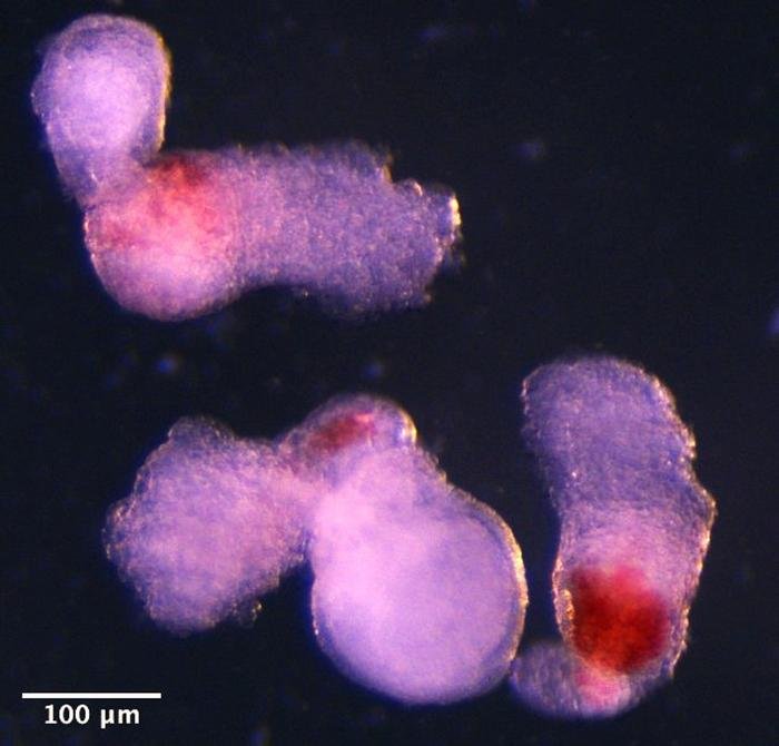 Im Labor gezüchtetes menschliches Embryomodell produziert Blutzellen