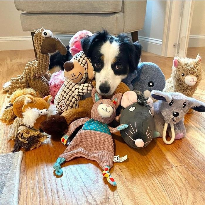 Hunde bevorzugen beim&nbsp; Identifizieren von Objekten die Textur