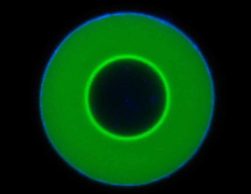 Eine Welle aus „Gastmolekülen“ (hellgrün) auf dem Weg ins Zentrum eines DNA-Tröpfchens | Quelle: Foto: Weixiang Chen