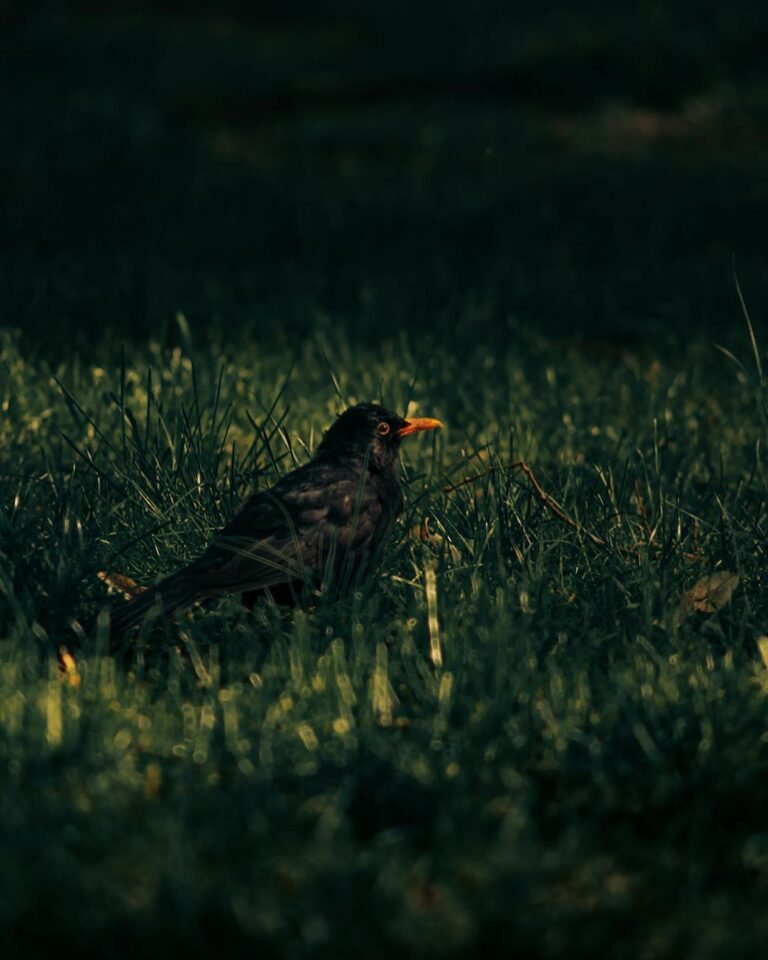 Amselsterben: Tödliches Usutu-Virus kann Menschen infizieren