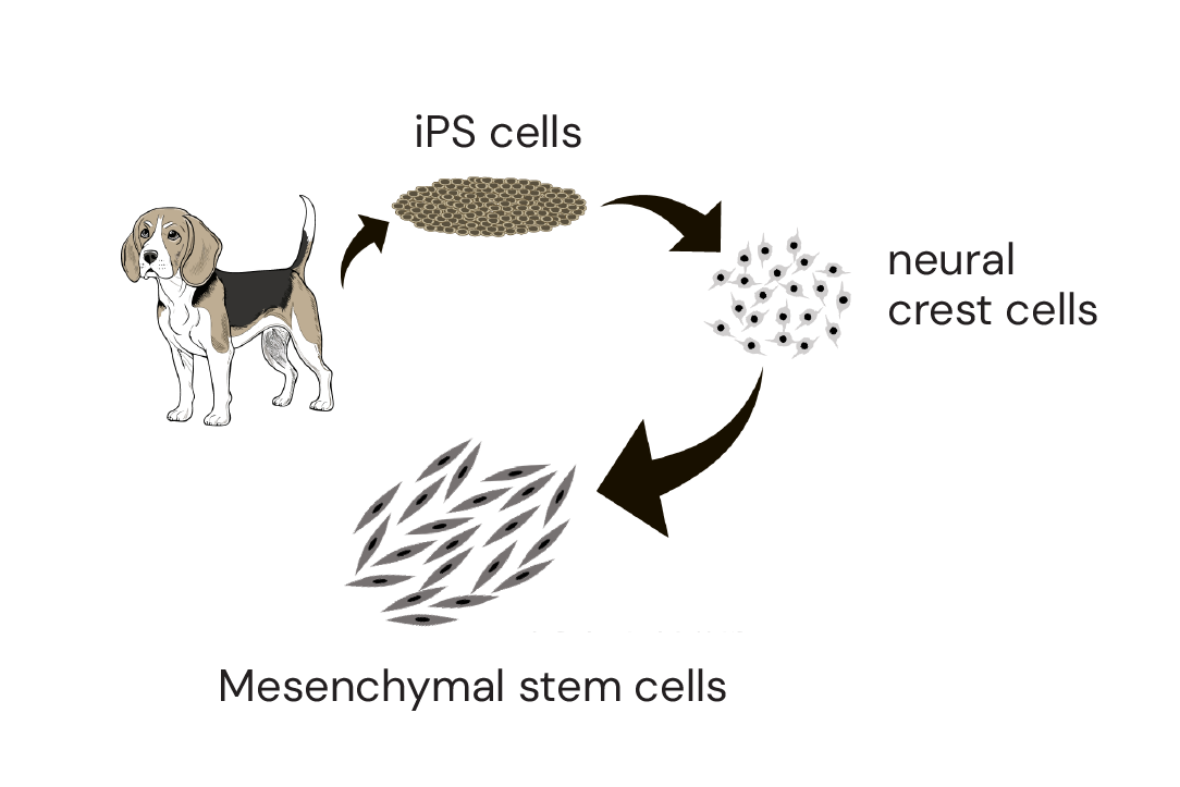 Herstellung von mesenchymalen Stammzellen aus iPS-Zellen von Hunden: Eine Methode zur Herstellung von MSCs eröffnet neue Möglichkeiten in der regenerativen Veterinärmedizin.