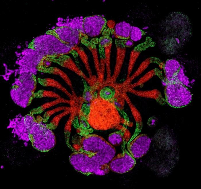 Fortschritte bei der Entwicklung einer synthetischen Niere