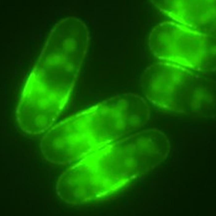 Koffein kann die Zellalterung verlangsamen