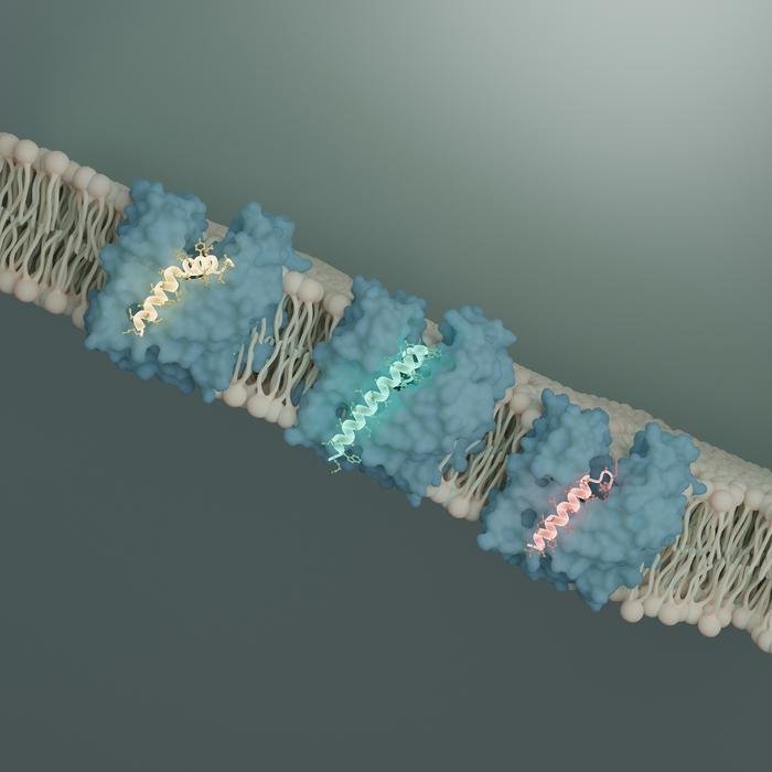 Neue Erkenntnisse zum Transporter MurJ – Bakterienkiller aus der Phagen-Welt