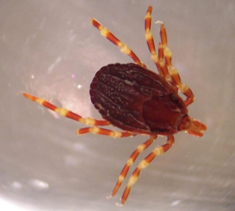 Hyalomma-Zecke: Dauerhafte Ansiedlung in Deutschland